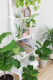 When plants don't get enough moisture, they start to wilt and dry out. How To Get New Leaves On Ficus Lyrata Fiddle Leaf Fig Plant The Houseplant Urban Jungle Blog