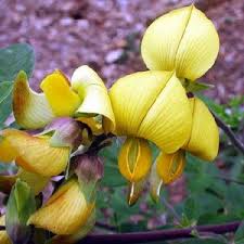 Image result for Crotalaria monteiroi