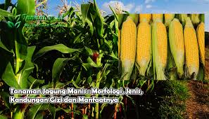 Tipe jagung gigi kuda ini bentuknya besar, pipih dan berlekuk. Tanaman Jagung Manis Morfologi Jenis Kandungan Gizi Dan Manfaatn