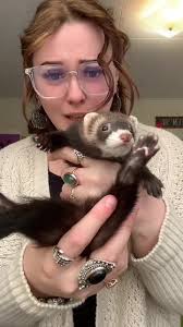Noodle The Ferret