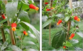 Image result for Manettia