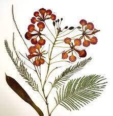 Green synthesis of iron complex nanoparticles using delonix regia leaf. 32 é³³å‡°èŠ± Ideas