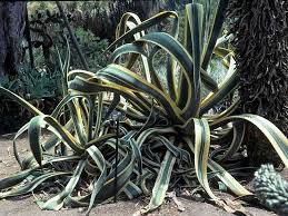 Image result for Agave americana