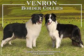 Venron Border Collies Home