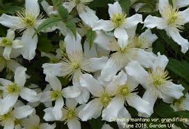 It adapts particularly well to shaded clematis montana var. Photo Clematis Montana Var Grandiflora Clematis Album Nora Goosen Fotki Com Photo And Video Sharing Made Easy