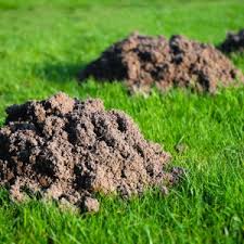 Maybe you would like to learn more about one of these? How Does An Artificial Lawn Stand Up Against Moles