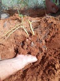 Image result for Cucumis humifructus