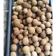 Kerana setiap penyakit yang diciptakan allah s.w.t ada ubat ada penawarnya.amallah air rebusan tumbuhan semulajadi ini.jangan biar. Buah Kulim Hutan Ubat Batu Karang Buah Pinggang Shopee Malaysia