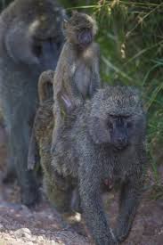 Africa Tanzania Olive Baboon Female With Baby At Arusha National Park Premium Photographic Print Ralph H Bendjebar Art Com In 2020 Baboon Photographic Print National Parks