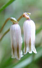 Image result for Schizocarphus nervosus