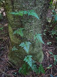 Image result for Vandenboschia