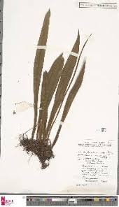 Image result for Loxogramme abyssinica