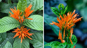 Image result for Justicia spicigera