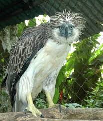 Bird That Sounds Like A Monkey The Philippine Eagle Pithecophaga Jefferyi Also Known As The Monkey Eating Eagle Or Great Philippine Eagle Among The Rar Birds Beautiful Birds Funny Birds