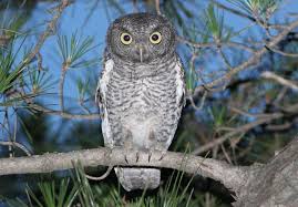 Arti mimpi kelelawar masuk rumah. 10 Mitos Hewan Masuk Rumah Dari Ketiban Rejeki Hingga Tanda Kematian Rumah123 Com