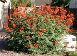 Bird Of Paradise Tree Arizona Caesalpiniapulcherrima Jpg Birds Of Paradise Plant Blooming Plants Xeriscape Plants