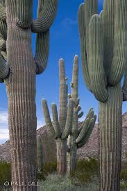 This species is sometimes known as the starfish cactus, because of the arrangement of the spines in each tuft. Cabeza Prieta 9 Jpg Cactus Plants Cactus Desert Cactus