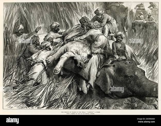 Prince wales hunting tiger in hi-res stock photography and images - Alamy