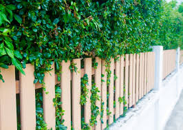 A wide variety of plant privacy fence options are available to you, such as pressure treated wood type, feature, and plastic type. Perfect Plants For Privacy