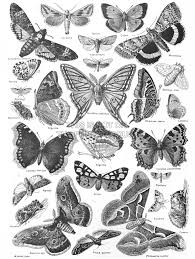 Black And White Butterfly Drawing Images Bc0891e0 2ba3 4979 Bd3b 4d17f92c8022 Jpg 1354 1800 Scientific Illustration Black And White Drawing Moth Drawing