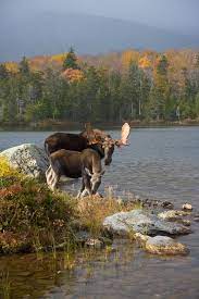 Maybe you would like to learn more about one of these? Moose In Maine Where You Can Find Them New England Today