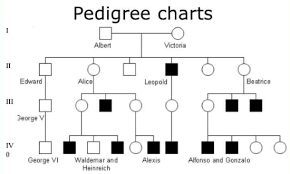 How To Make A Pedigree Chart Biology Best Picture Of Chart