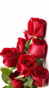 Sign In Rose Flower Wallpaper Beautiful Rose Flowers Beautiful Flowers