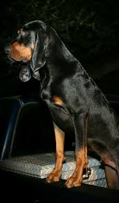 Black And Tan Virginia Foxhound Puppies For Sale Pin On Black Tan Coonhounds