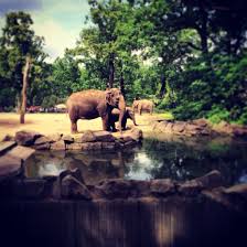 Zoo Berlin Tiergarten Berlin Berlin Berlin Germany Zoo