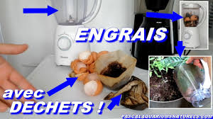 Le marc de café, c'est un peu notre produit économique chouchou à la. Plantes Vertes Engrais Bio Naturel Avec Dechets Gratuit Marc Cafe Coquille D Åuf Peau Banane Youtube