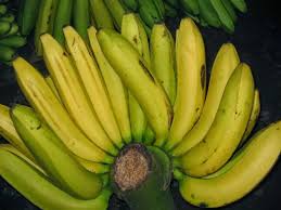 Pisang jenis ini kalau di filiphina disebut pisang ambon namun di thailand dan malaysia menyebutnya kluai hom dok maid an pisang embun. 8 Jenis Pisang Dan Olahannya Yang Cocok Jangan Asal Nggak Semuanya Enak Dibikin Kolak Lo