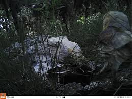 Image result for Sclerodactylon macrostachyum