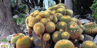 Jardín botánico en mónaco (es); Jardin Exotique De Monaco Un Balcon Sur Mer Jardipartage