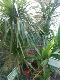 Image result for Dracaena camerooniana