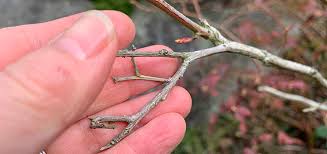 Check spelling or type a new query. How To Tell If Your Plant Is Dead Or Playin Possum Garden Mentors