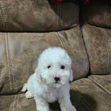 Karen Absher's Instagram, Twitter & Facebook