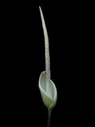 Image result for Arisaema mildbraedii