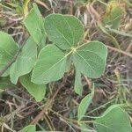 Image result for Rhynchosia sublobata