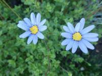 Image result for Felicia aethiopica