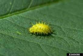 The mexican bean beetle (epilachna varivestis) is a species of lady beetle that can be an agricultural pest. Mexican Bean Beetle Bugwoodwiki