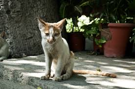 While outdoor cats shed more in the spring months. Cat Losing Hair And Weight What Does It Mean My Feline Buddy
