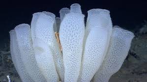 Venus Flowers Basket Google Search Romantic Animals Invertebrates Animal Tatoos