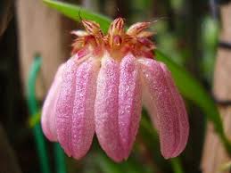 Image result for Bulbophyllum josephi