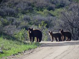 Brown Bears Momma And Cubs In Steamboat Springs Routt County Colorado With Images Bear Brown Bear Black Bear