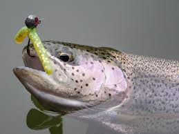 Die regenbogenforellen (oncorhynchus mykiss) (engl. Die Regenbogenforelle Lebensweise Alter Fortpflanzung Ernahung Info