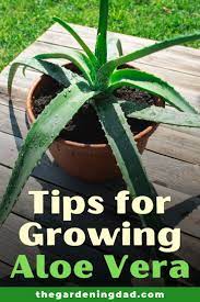 How To Grow Aloe Vera Indoors Outdoors The Gardening Dad In 2020 Growing Aloe Vera Herbs Indoors Aloe