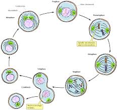 Prophase, metaphase, and anaphase like the ordinary metaphase. Animal Cell Mitosis Stages Free Image Download