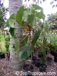 Image result for Macaranga mellifera