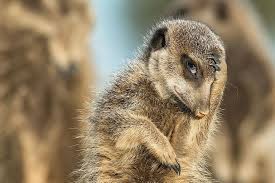 We Found The Funniest Animal Photos On The Internet To Make You Laugh Comedy Wildlife Photography Animals Wildlife Photography