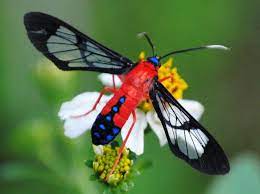 As moths, they don't have any jaws, and can't even bite an. Field Notes And Photos Scarlet Bodied Wasp Moth Moth Wasp Moth Caterpillar